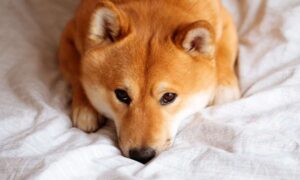 Shiba Inu’s Supply Raises Concerns, Chainlink and Toncoin Display Healthier Metrics